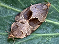Clepsis dumicolana